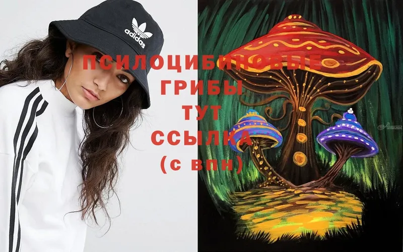 Псилоцибиновые грибы Cubensis  KRAKEN сайт  Севастополь 